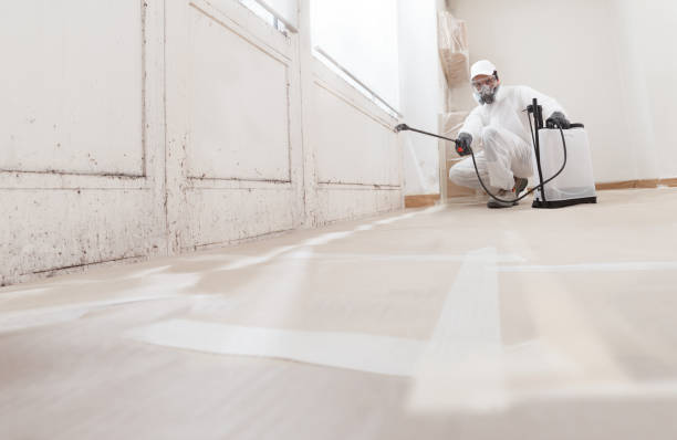 Black mold remediation team in Everett